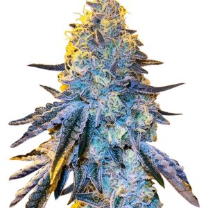Papaya Strain Autoflowering Feminized Marijuana Seeds