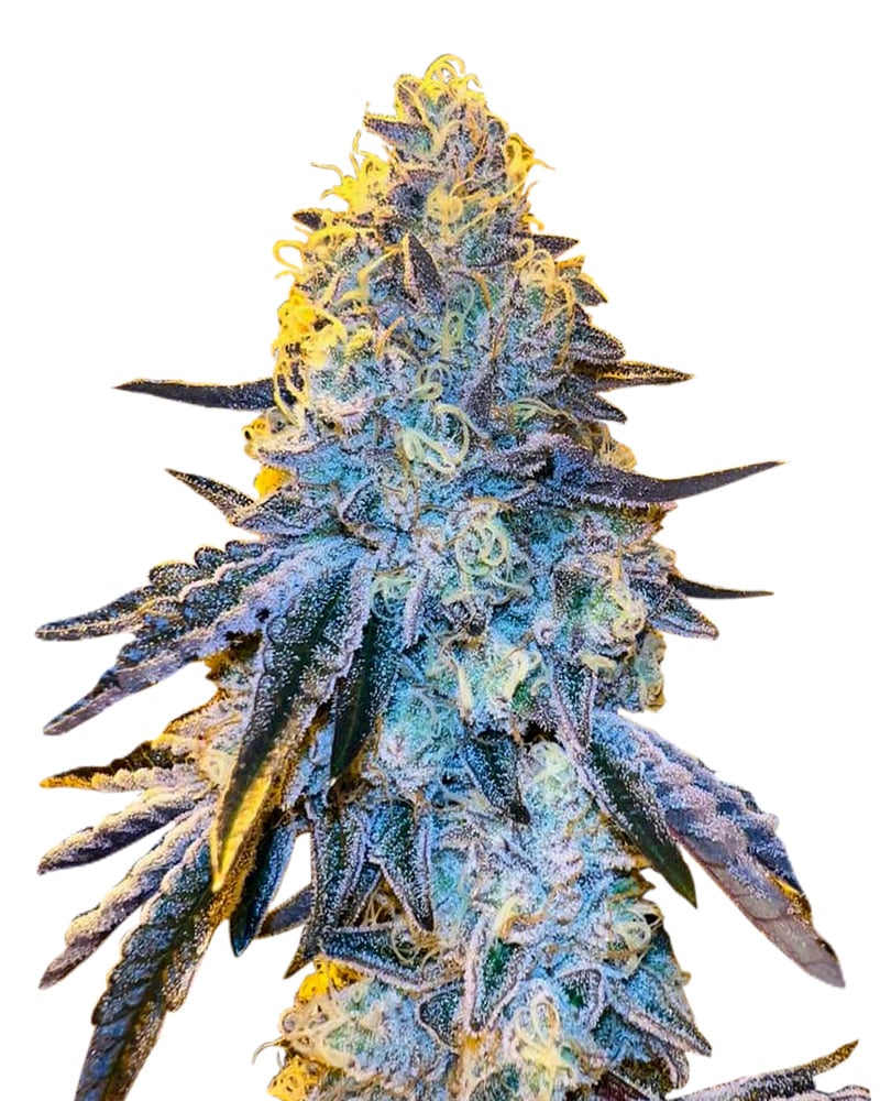 papaya strain autoflowering feminized marijuana seeds Papaya Strain Autoflowering Feminized Marijuana Seeds