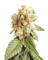papaya strain feminized marijuana seeds
