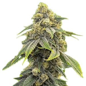 alien technology strain feminized cannabis seeds
