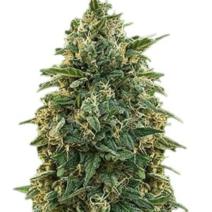 amnesia strain feminized cannabis seeds