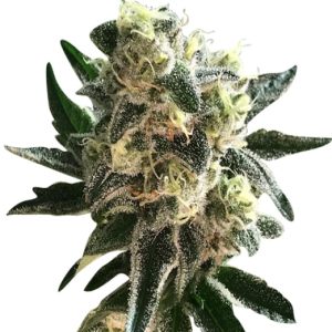 auto cbd critical mass strain feminized cannabis seeds