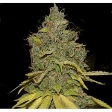 badazz cheese strain feminized cannabis seeds