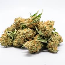 Baklava Strain Fast Version Cannabis Seeds