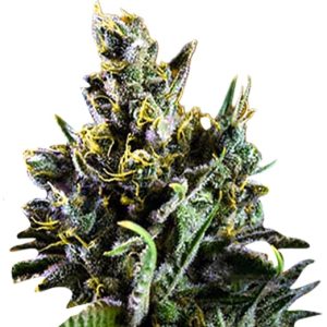 big bang strain feminized cannabis seeds