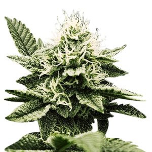 blue headband strain feminized cannabis seeds