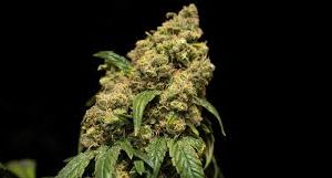 blue razz strain feminized marijuana seeds
