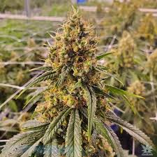 cbd super silver strain feminized cannabis seeds