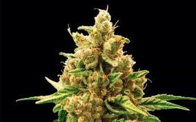cake batter strain feminized cannabis seeds