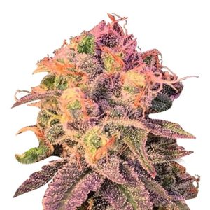 cataract kush feminized cannabis seeds