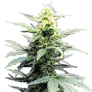 clementine strain feminized cannabis seeds