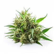 cola kush fast version cannabis seeds