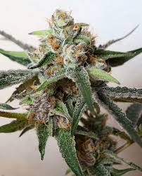 cookie crumble strain feminized cannabis seeds