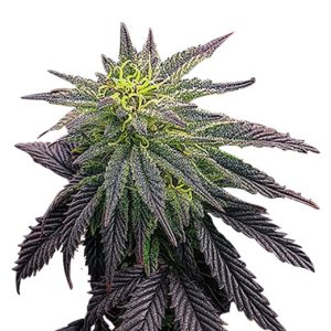 cookie monster strain feminized cannabis seeds