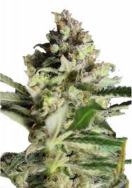 critical widow strain feminized cannabis seeds