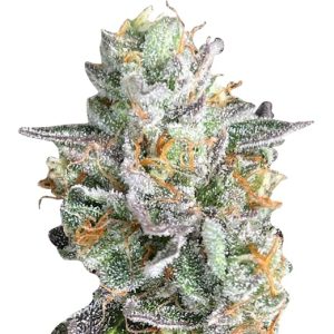crushed grapes strain feminized cannabis seeds