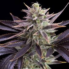 dosilato strain feminized marijuana seeds