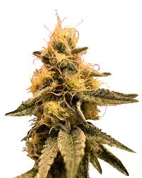 early strain feminized fast version cannabis seeds