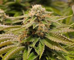 gorilla breath strain feminized marijuana seeds