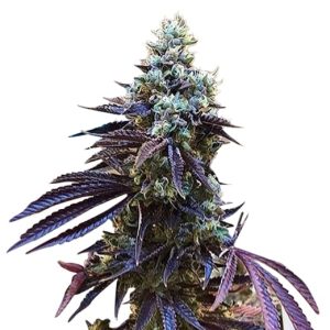 gorilla g lemon strain feminized cannabis seeds