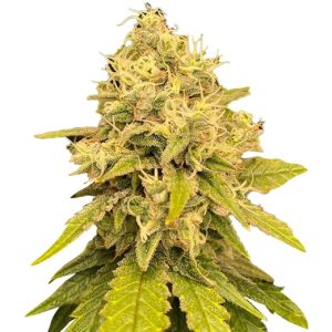 gorilla lemon fire strain feminized cannabis seeds
