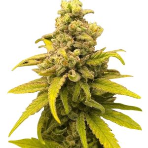 gorilla mint strain feminized cannabis seeds