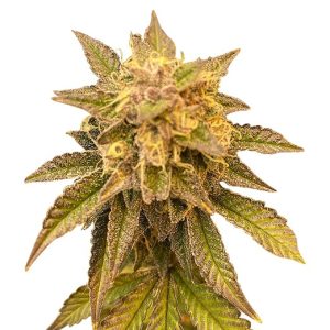 gorilla punch strain feminized cannabis seeds