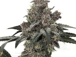 government oasis strain feminized marijuana seeds