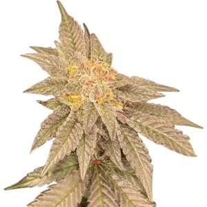 grandaddy black strain feminized cannabis seeds
