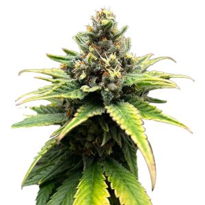 grape ape strain feminized cannabis seeds
