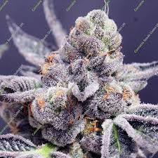 grape cake strain feminized marijuana seeds