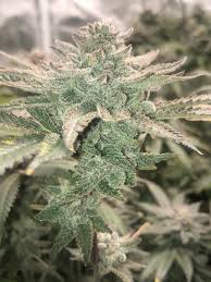 grape cream cake strain feminized marijuana seeds