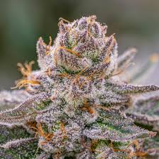 grape gas strain feminized marijuana seeds