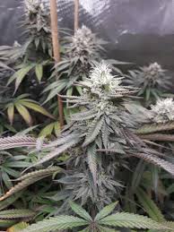 grape jelly strain feminized marijuana seeds