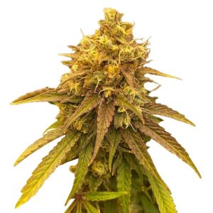 Grape Killer 99 Strain Feminized Cannabis Seeds