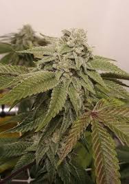 grape runtz strain feminized marijuana seeds