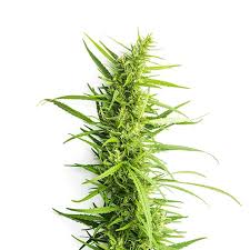 grape soda strain feminized marijuana seeds