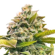 grape stomper strain feminized marijuana seeds