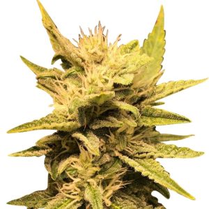 grapefruit strain feminized cannabis seeds