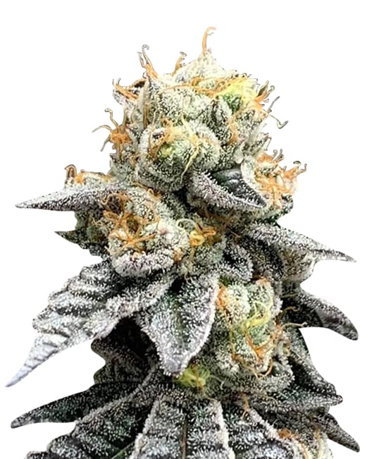 grapeness strain feminized cannabis seeds Grapeness Strain Feminized Cannabis Seeds