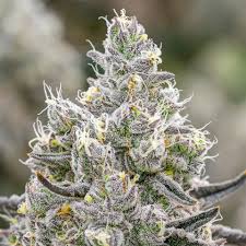 grapes and cream strain feminized marijuana seeds