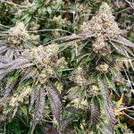 greasy runtz strain feminized marijuana seeds