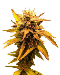 green apple pie strain feminized cannabis seeds