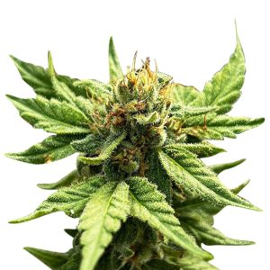 green goblin strain feminized cannabis seeds