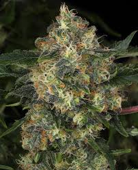 guava cake strain feminized marijuana seeds