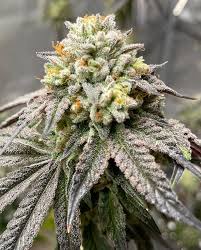 guava gelato strain feminized marijuana seeds