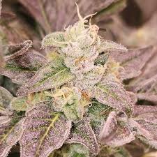 guava runtz strain feminized marijuana seeds
