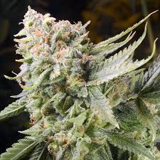 gummy bear strain feminized marijuana seeds