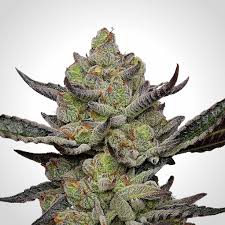 gush mints strain feminized marijuana seeds