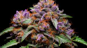 han solo burger strain feminized marijuana seeds